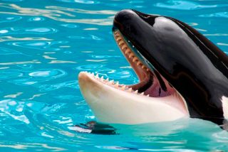 Esta orca asesina caza a un p&aacute;jaro utilizando un pez como carnaza