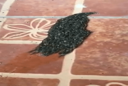 Un raro 'monstruo' genera sensaci&oacute;n en la Red