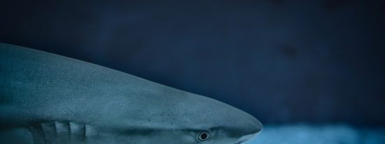 [V&Iacute;DEO] Esto es lo que pasa cuando lanzan un at&uacute;n gigante a tiburones hambrientos