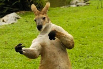 [V&Iacute;DEO] Un canguro ataca brutalmente a una ni&ntilde;a de 9 a&ntilde;os en un parque
