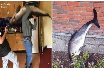 Unos desalmados irlandeses bailan con un delf&iacute;n muerto y luego lo tiran