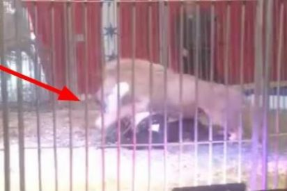 [V&Iacute;DEO] El le&oacute;n que ataca a su domador de circo frente a unos ni&ntilde;os aterrorizados