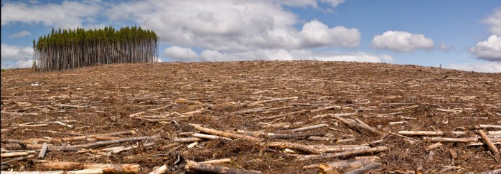 Líderes de distintas religiones se dan cita en Oslo para atajar el problema de la deforestación mundial