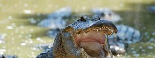 El feroz cocodrilo de dos metros que ha encontrado una familia en su piscina