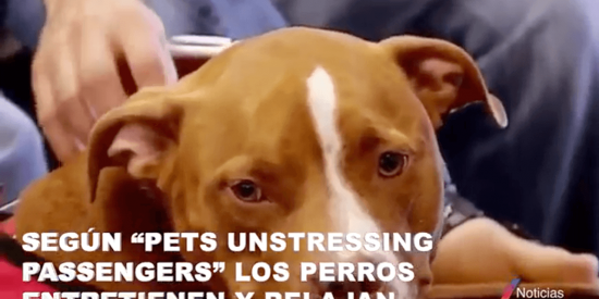 Los curiosos animales terap&eacute;uticos en aeropuertos de EE.UU.