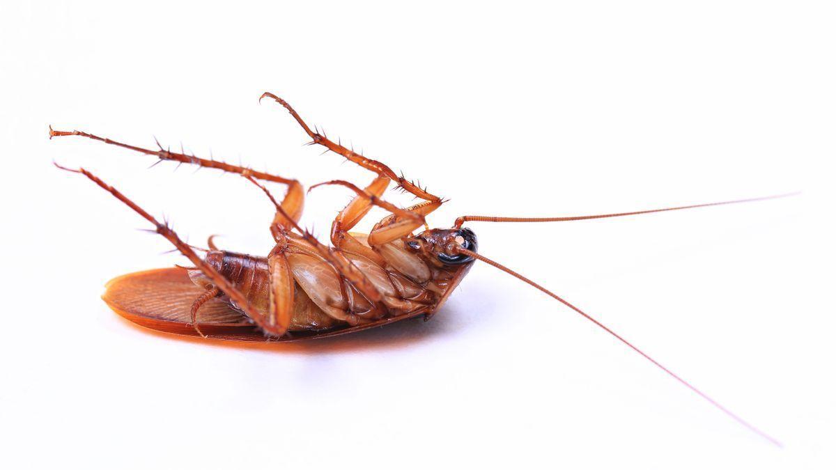 Las cucarachas -de las que existen m&aacute;s de 4.000 especies- rara vez mueren de viejas