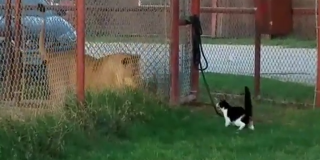 Est&aacute; es 'Baggy', la gata que planta cara a una leona
