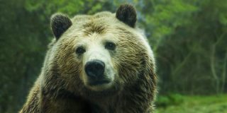Oso