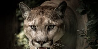 El vertiginoso ataque nocturno del puma no da opciones al pobre ciervo