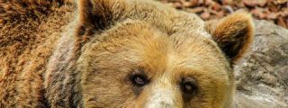 El hombre que persigue al oso que le rob&oacute; su mochila