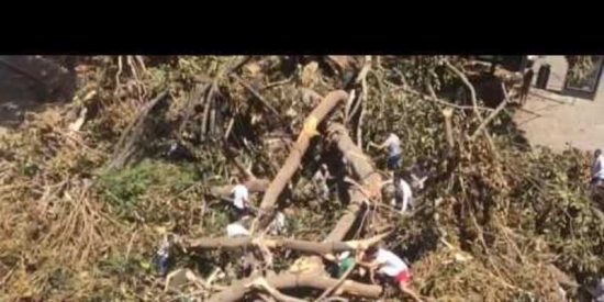 [V&Iacute;DEO] El ficus de Murcia que al caer evit&oacute; una tragedia
