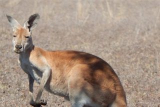 Combate animal: &iquest;Gana el canguro boxeador o el macho cabr&iacute;o feroz?