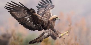 M&aacute;quinas de matar: el &aacute;guila real