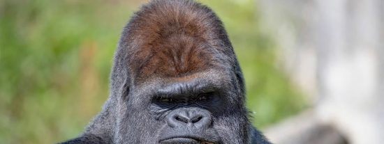 Gorila de montaña