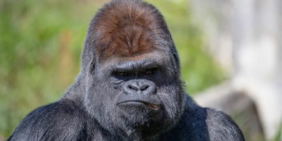 Gorila de montaña