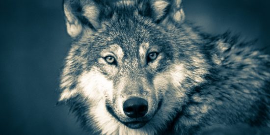 M&aacute;quinas de matar y no s&oacute;lo ovejas o vacas: el lobo