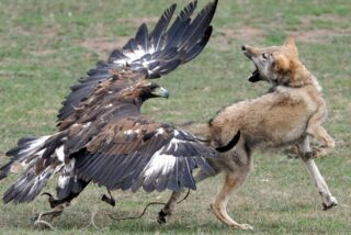 Combate animal: &iquest;Gana el &aacute;guila o el zorro?