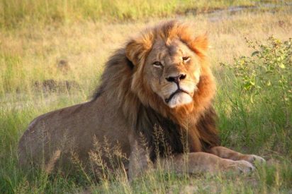 Unos cazadores matan a Xanda, el hijo del le&oacute;n Cecil... que acababa de ser padre de 6 cachorros