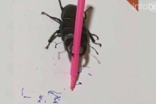 [V&Iacute;DEO] El hilarante escarabajo "artista" que enloquece las redes sociales
