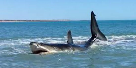 [V&Iacute;DEO] &iexcl;Susto playero! Se encuentra un enorme tibur&oacute;n blanco en la orilla