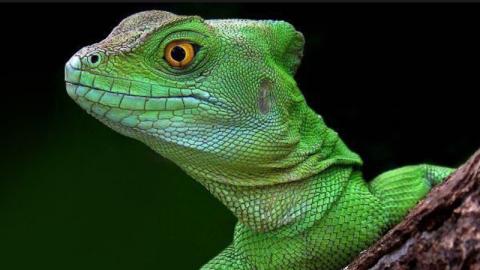 Desvelan el secreto de los lagartos para poder respirar bajo el agua