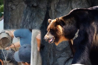 Cuando el oso se merienda al turista delante de la gente