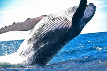 Tremendo susto les dio esta ballena a unos ba&ntilde;istas en una playa de California