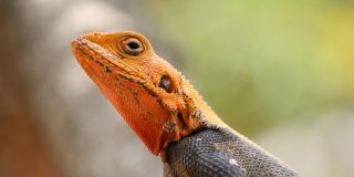 El lagarto, el ni&ntilde;o travieso y el padre gilipollas