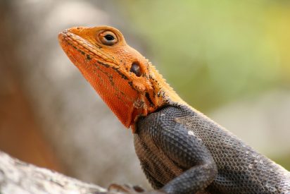 El lagarto, el ni&ntilde;o travieso y el padre gilipollas