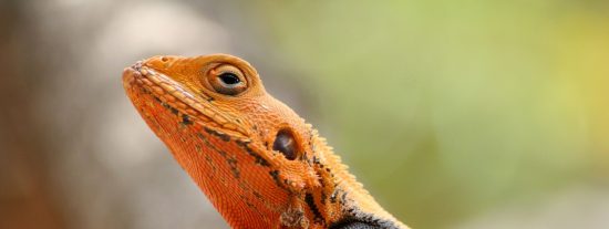 El lagarto, el ni&ntilde;o travieso y el padre gilipollas