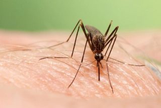 En Florida liberar&aacute;n 750 millones de mosquitos modificados gen&eacute;ticamente