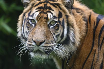 Combate animal: &iquest;Gana el tigre de Bengala o los contumaces b&uacute;falos?
