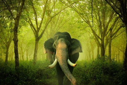 El elefante tiene hambre y decide 'descapotar' el coche y comerse la merienda de los turistas