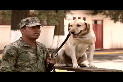 La perrita que salva vidas