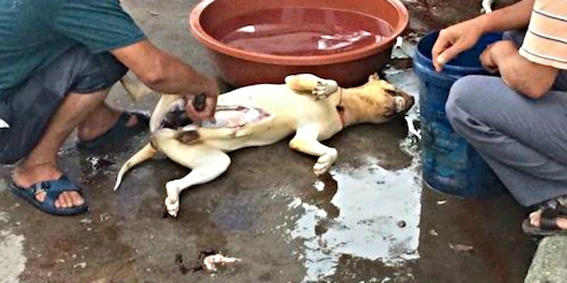 Hambre en la Venezuela chavista: la gente ha empezado a comer perros