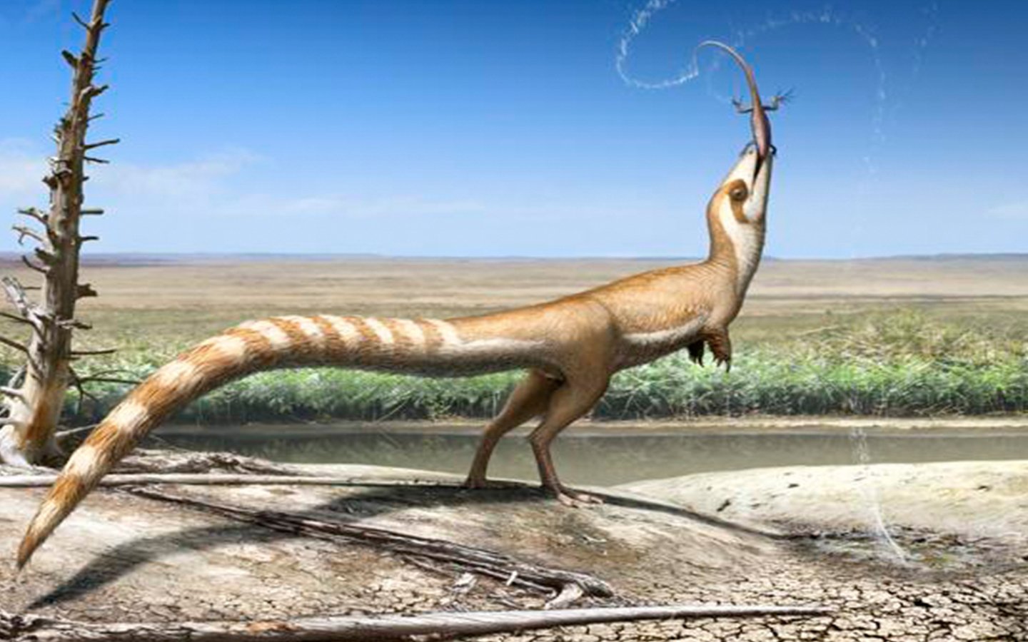 Descubren un impresionante dinosaurio con m&aacute;scara de bandido y cola a rayas