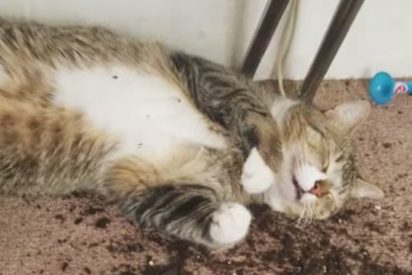 Los gatos y la marihuana
