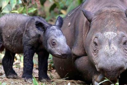 El peque&ntilde;o rinoceronte de Sumatra est&aacute; amenazado de extinci&oacute;n desde hace un mill&oacute;n de a&ntilde;os