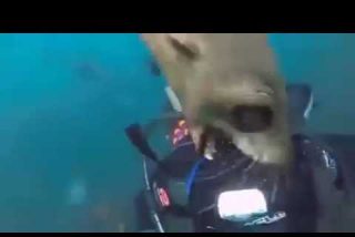 [V&Iacute;DEO] Lo que nunca ver&aacute;s en Discovery Channel