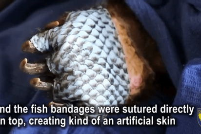 Salvan a dos osas que sufren graves quemaduras gracias a la piel de pescado