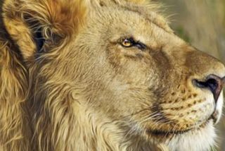 El video del le&oacute;n caballeroso que 'besa' la pata de un perro