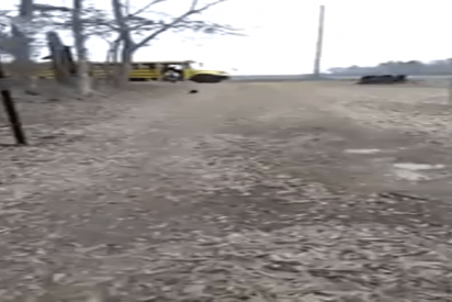 El Gallo que se cree un perro espera diariamente a su due&ntilde;a