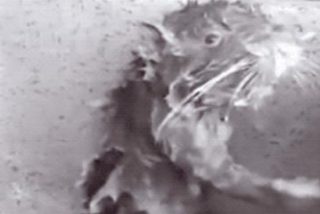 Esta rata no se est&aacute; duchando: est&aacute; tratando de quitarse el jab&oacute;n que un humano le puso