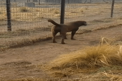 El Video del le&oacute;n caballeroso que 'besa' la pata de un perro