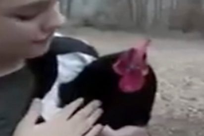 El gallo que se cree un perro espera diariamente a su due&ntilde;a
