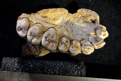 Un fragmento maxilar hallado en Israel sugiere que el Homo Sapiens migr&oacute; de Africa 60.000 a&ntilde;os antes de lo documentado