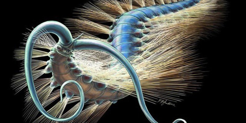 El sorprendente mecanismo de los gusanos para transferirse la memoria