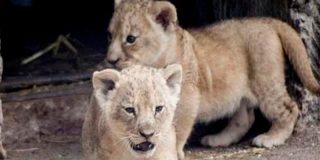&iexcl;Ins&oacute;lito!: El zoo sueco que sacrific&oacute; a nueve cachorros de le&oacute;n sanos por falta de espacio