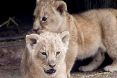 &iexcl;Ins&oacute;lito!: El zoo sueco que sacrific&oacute; a nueve cachorros de le&oacute;n sanos por falta de espacio