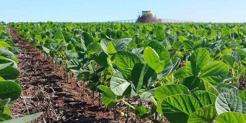 Aclarar las hojas de la soja incrementa su rendimiento